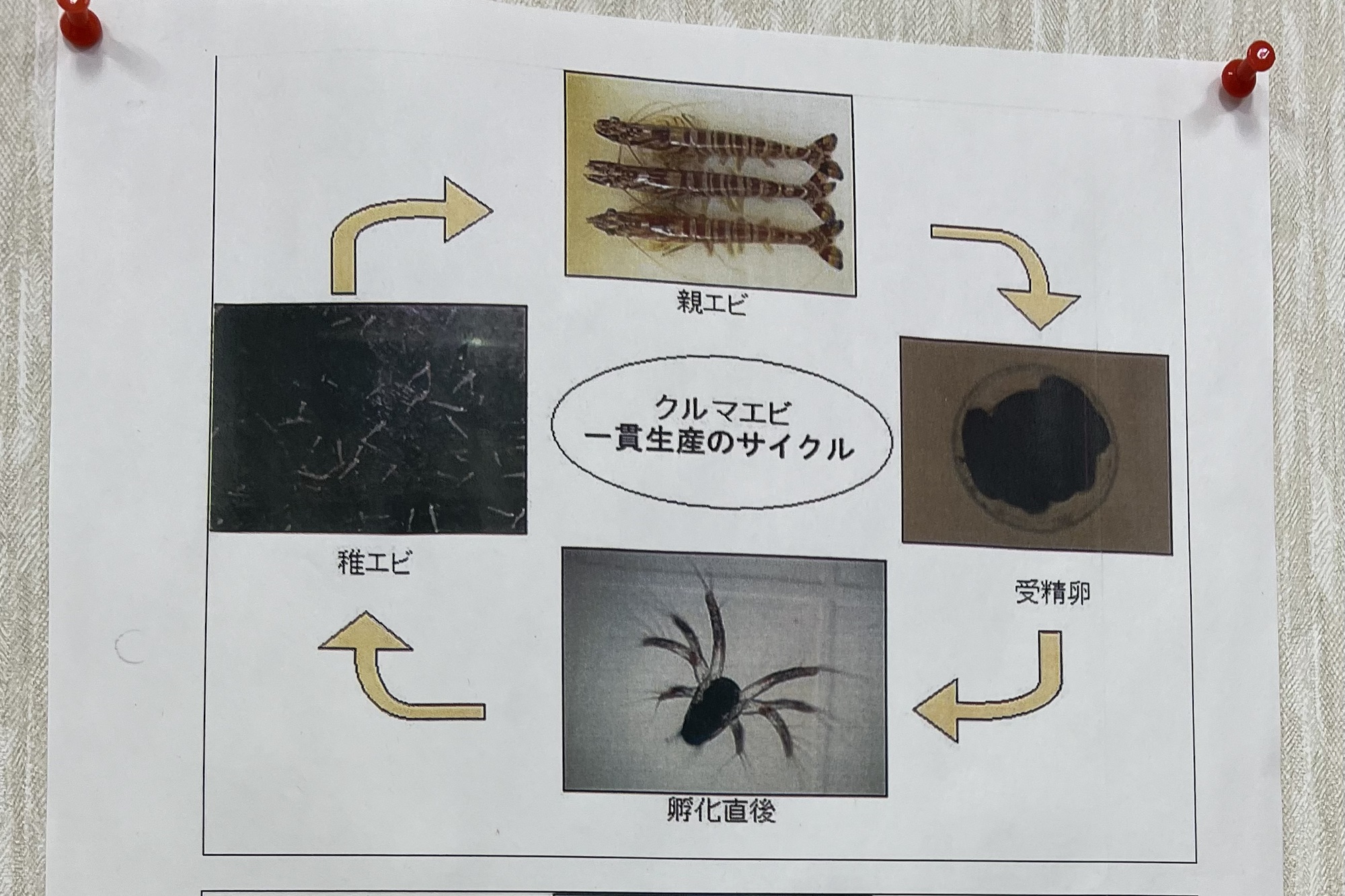 車えび養殖場を見学させていただきました – よみもの