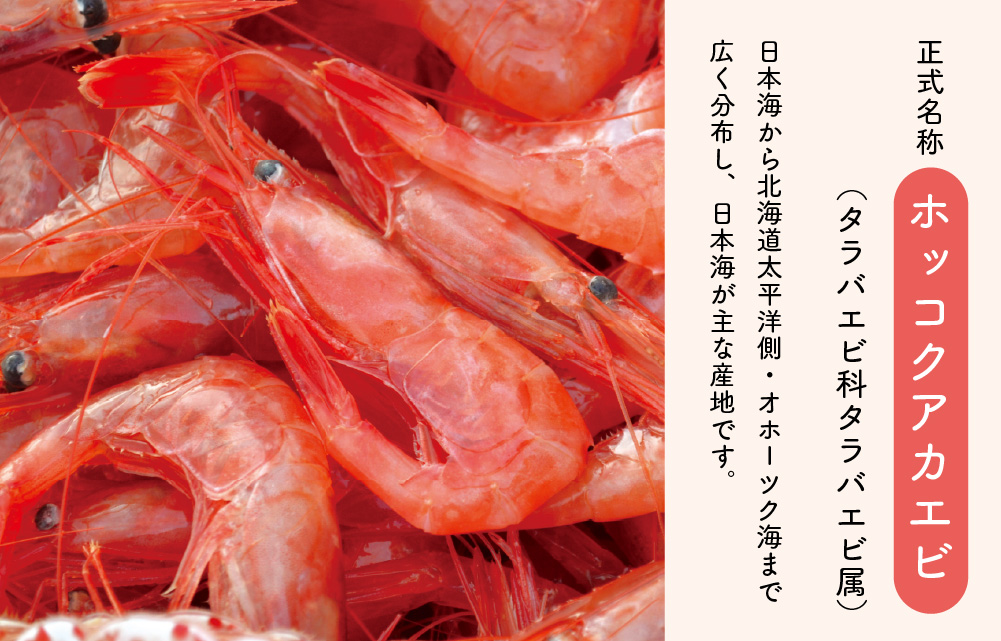 甘えびおいしさのヒミツ1