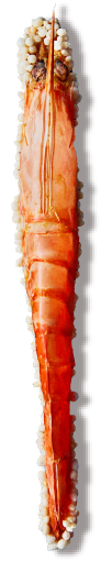 姿